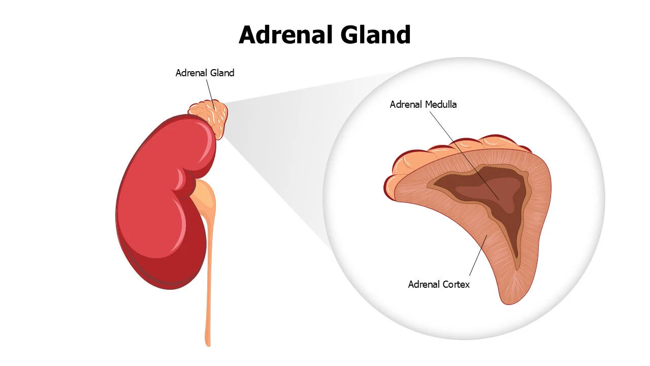 Adrenal Gland Editable Slide