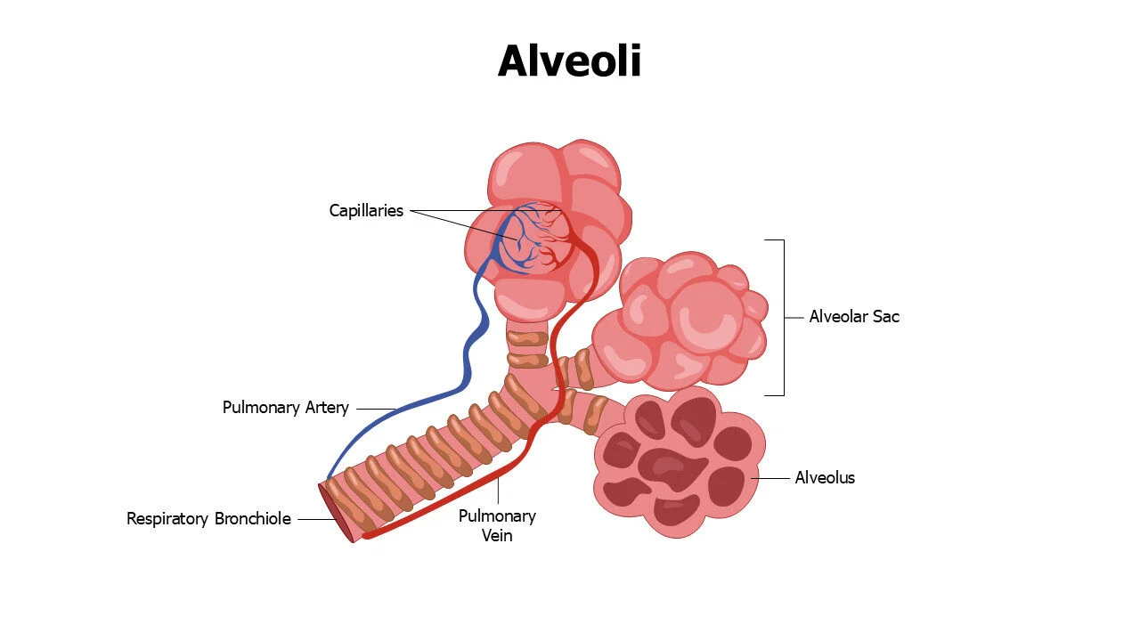 Alveoli Editable Slide