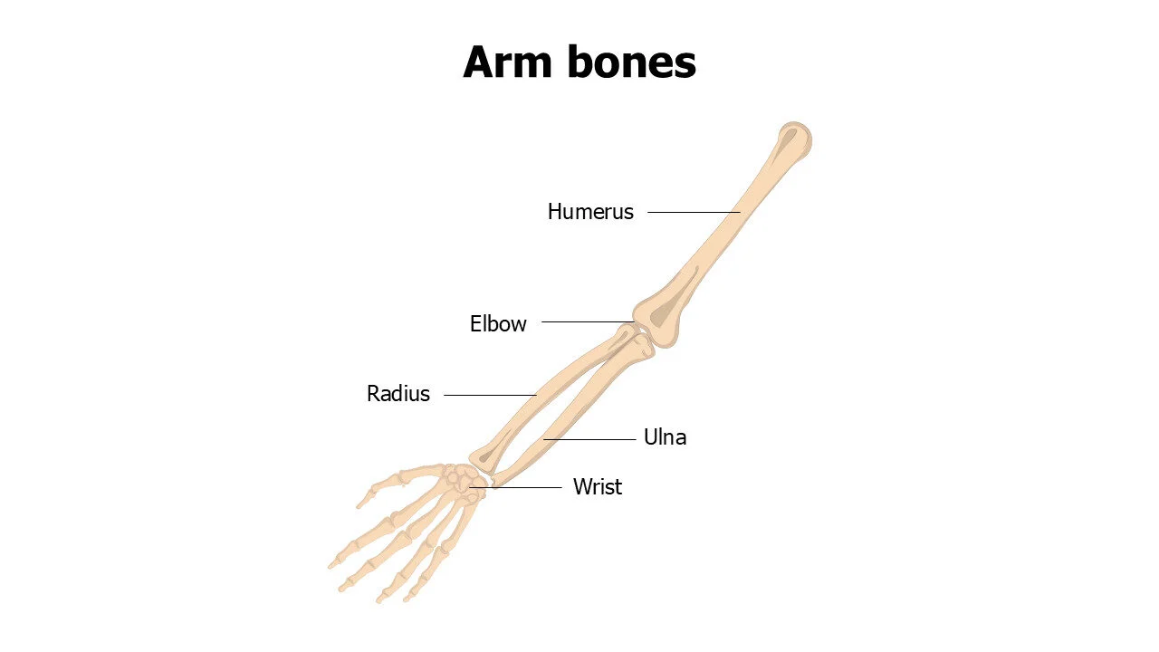 Arm bones