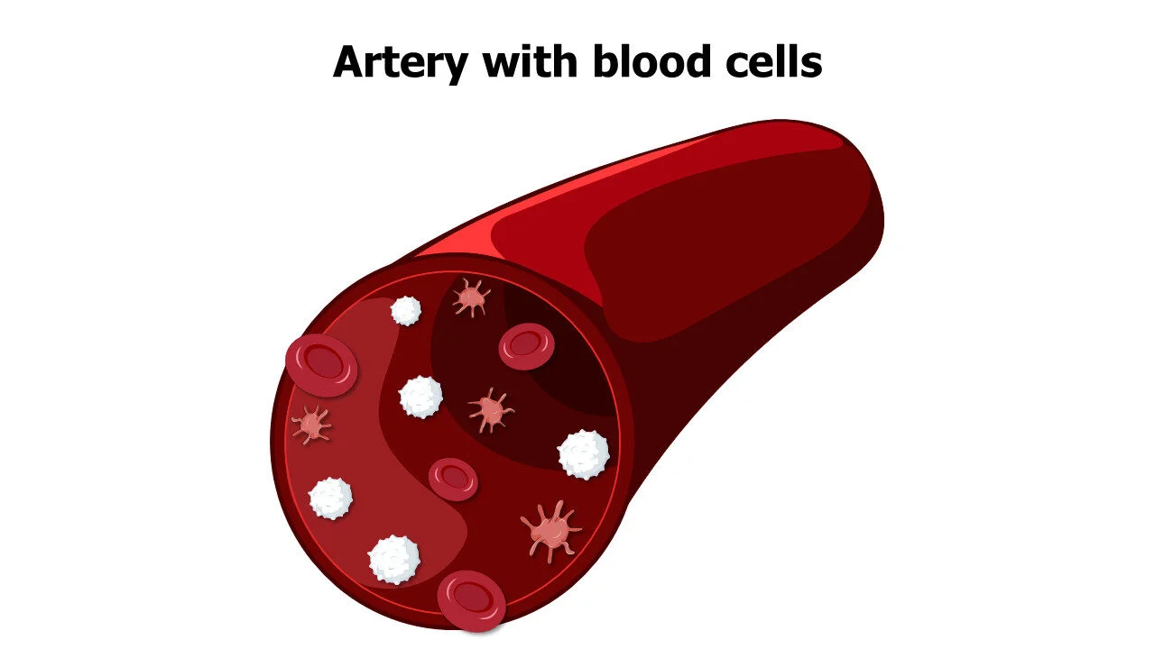 Artery with blood cells 2