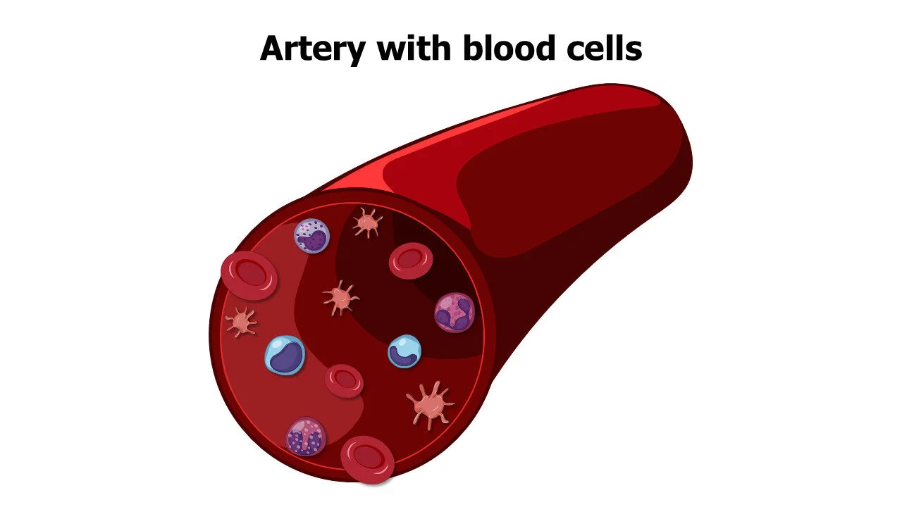 Artery with blood cells