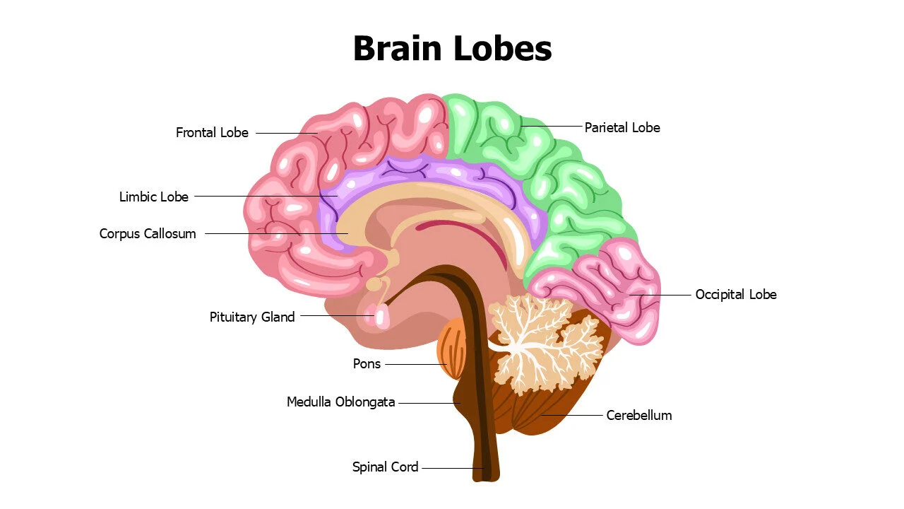 Brain Lobes Editable Slide
