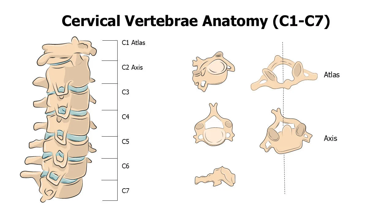 Cervical Vertebrae Anatomy