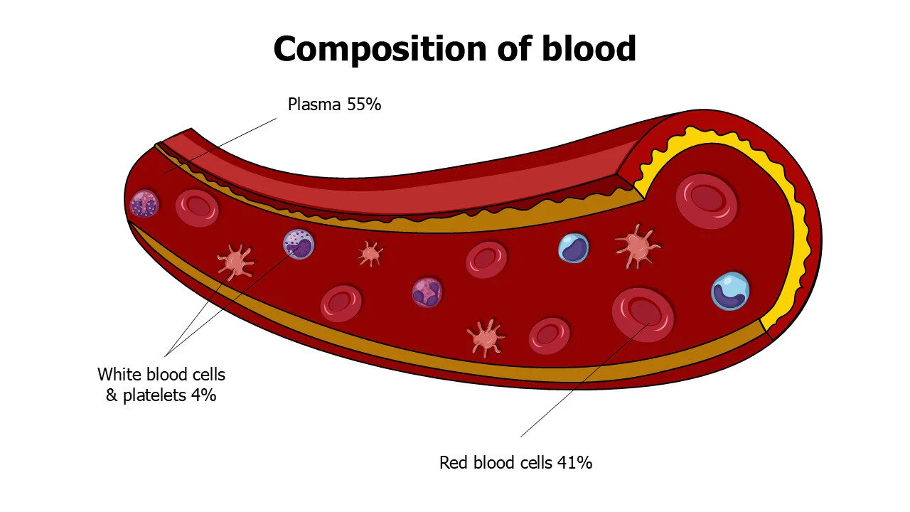 Composition of blood