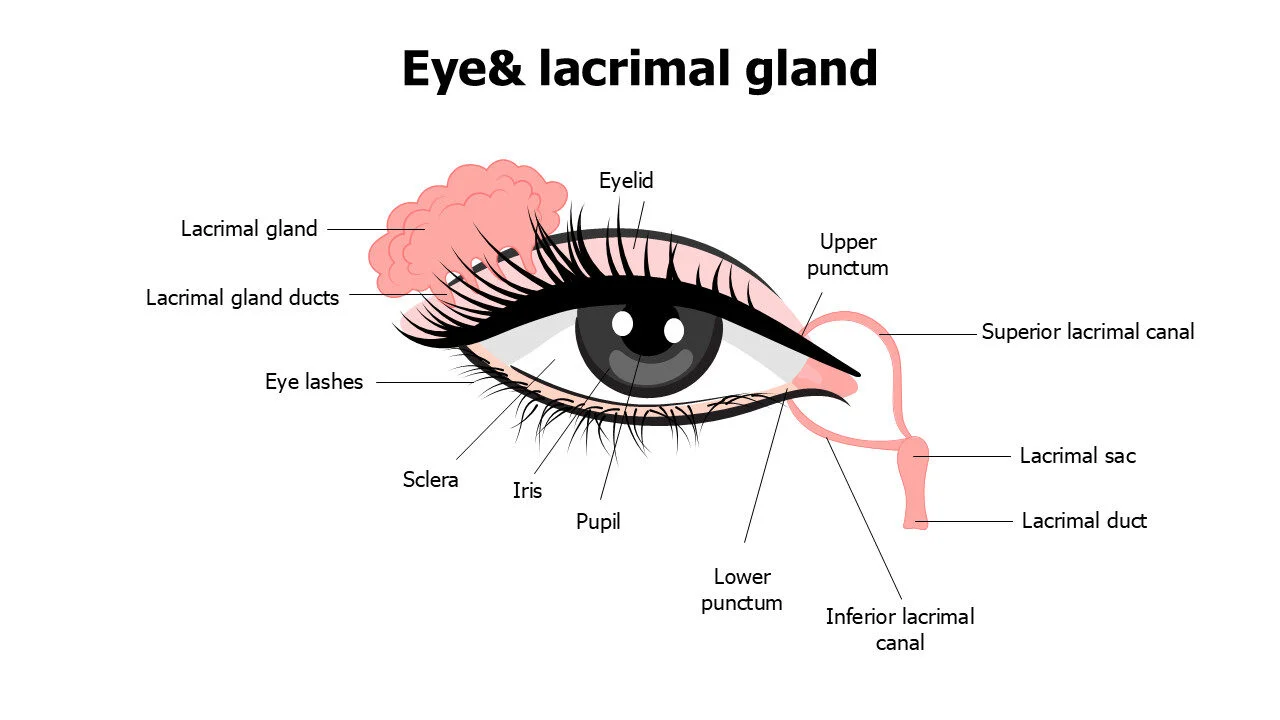 Eye and lacrimal gland