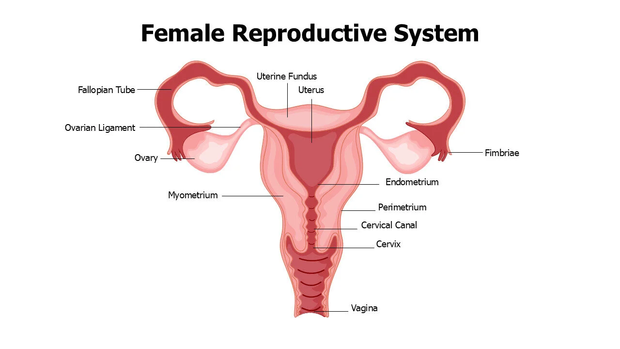 Female Reproductive System Anatomy Slide