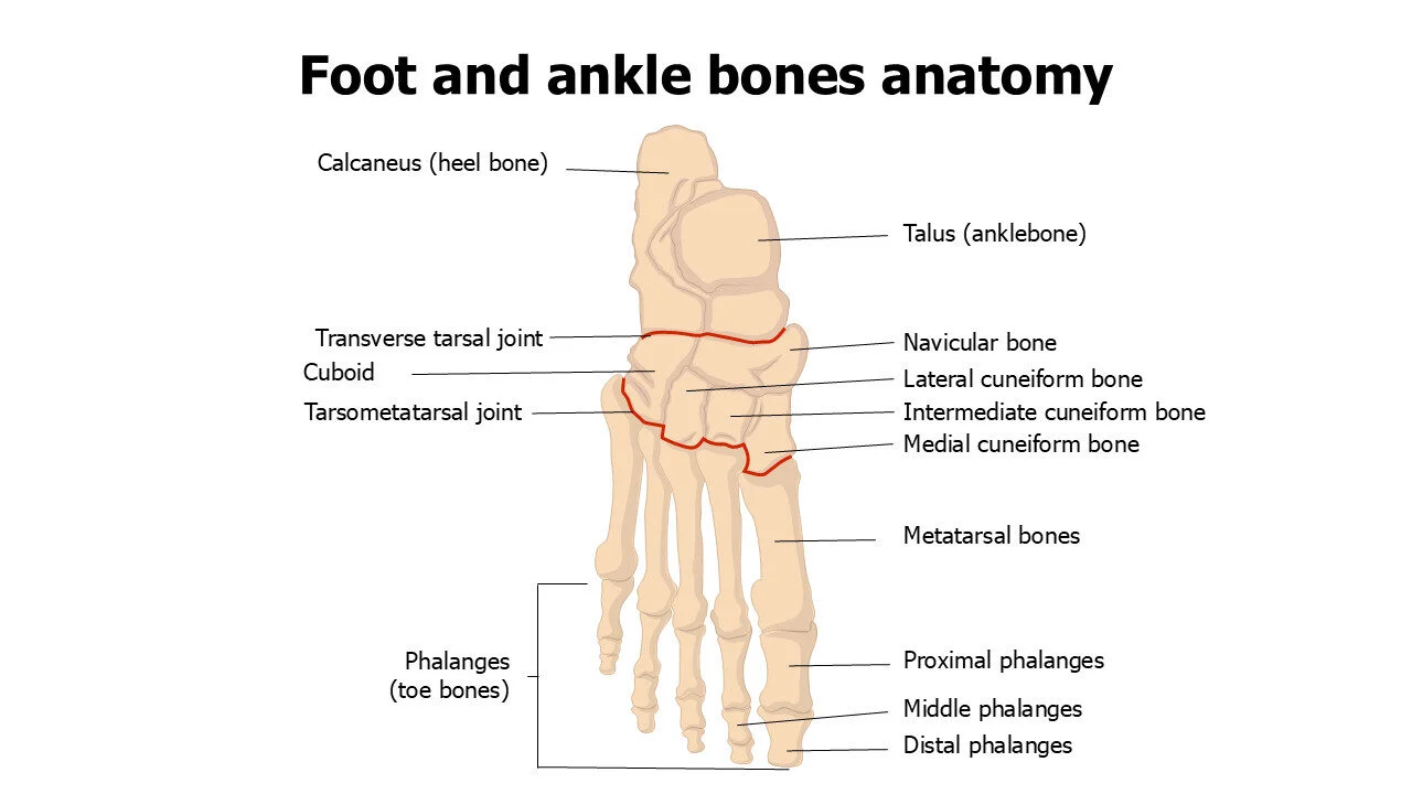 Foot and ankle bones anatomy