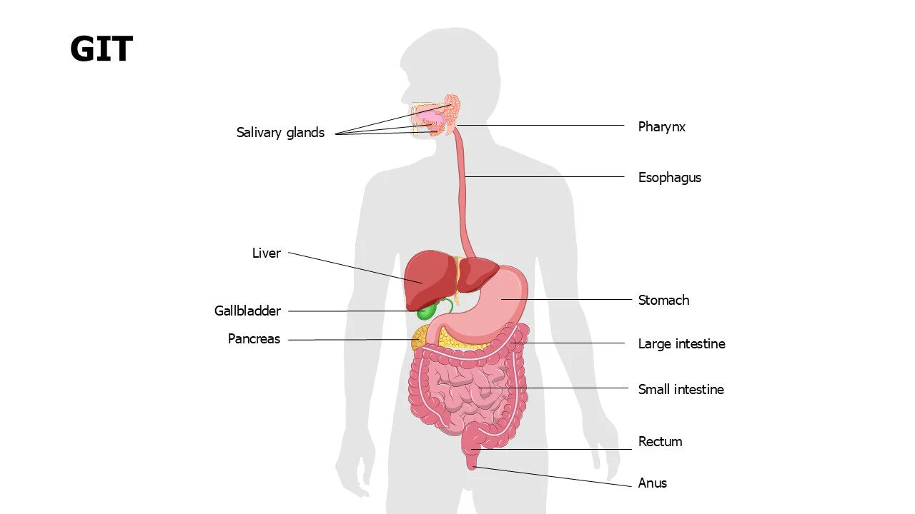 GIT anatomy