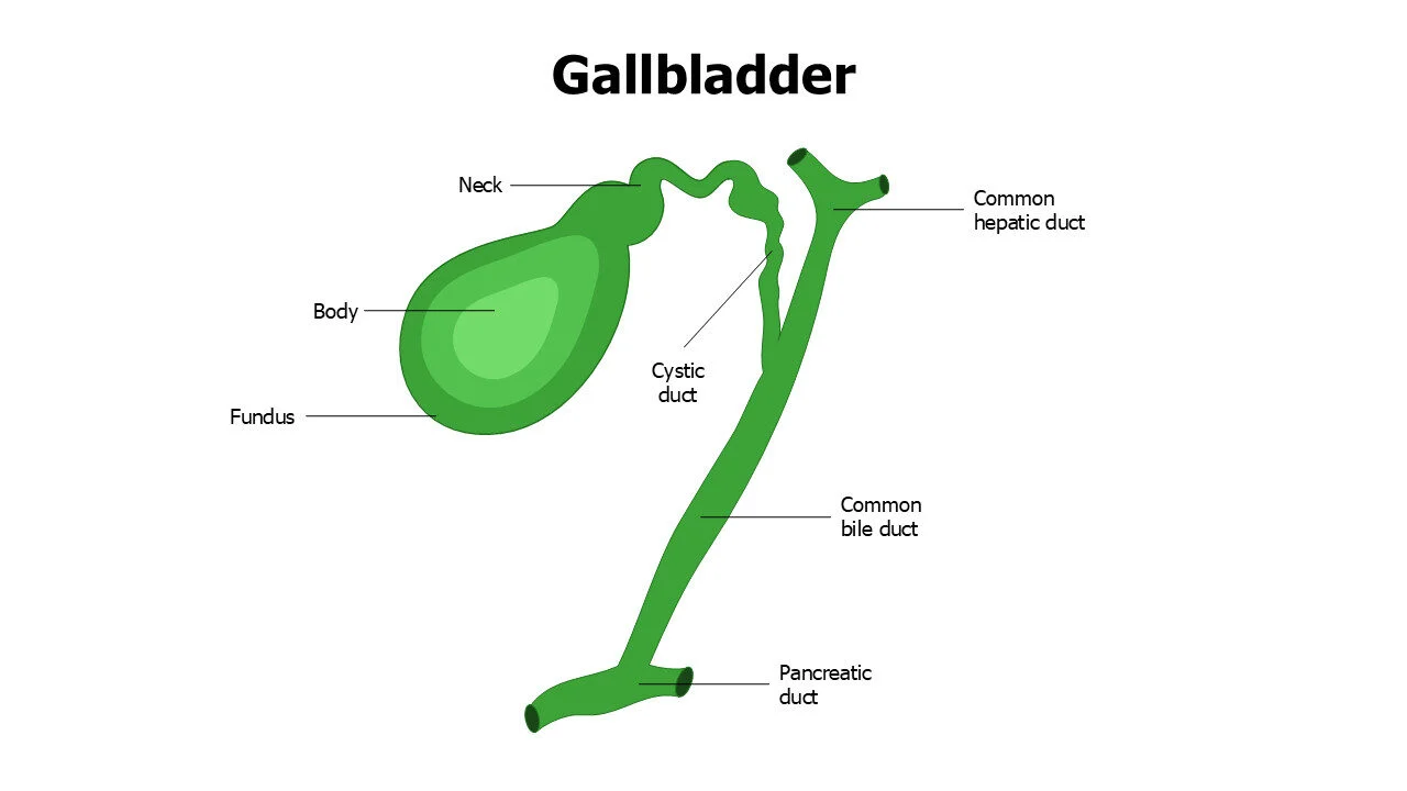 Gallbladder Anatomy Slide