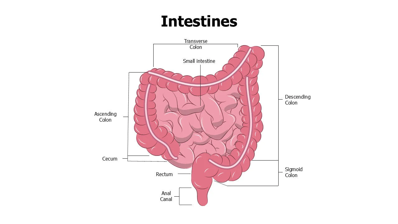 Intestines Editable Slide