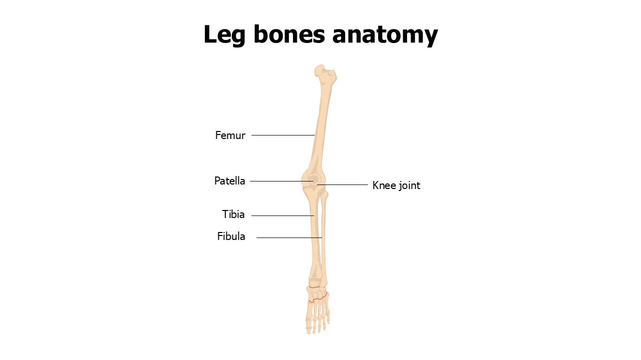 Leg bones anatomy
