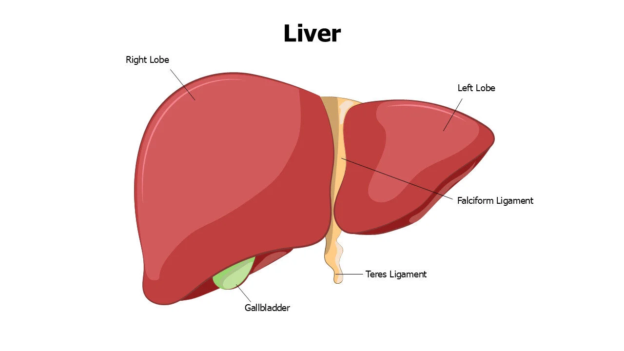 Liver Anatomy Editable Slide