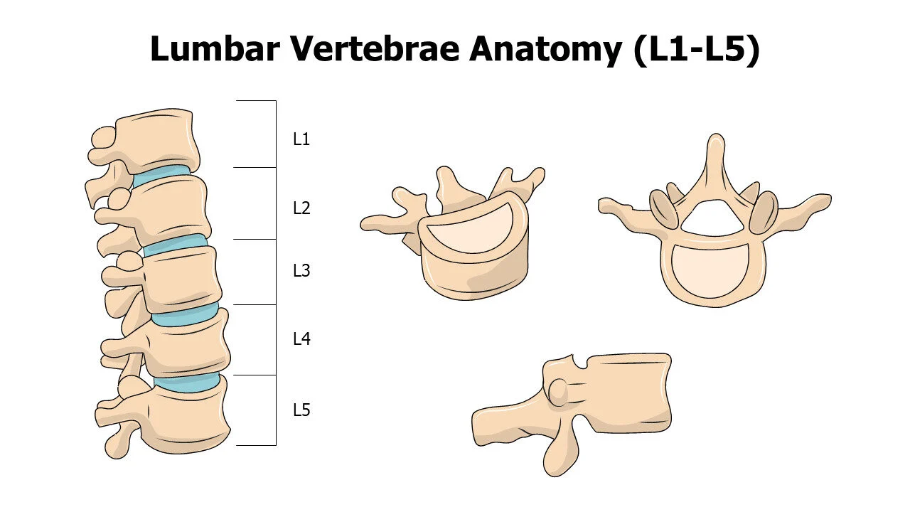 Lumbar Vertebrae Anatomy