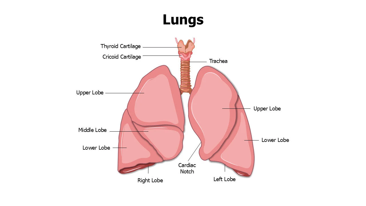 Lungs Anatomy Editable Slide