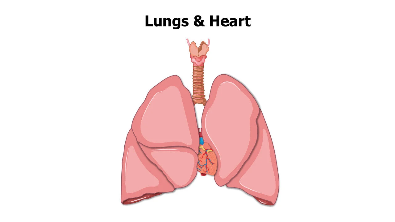 Lungs and Heart