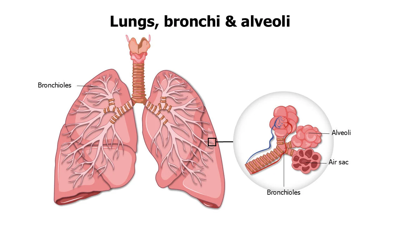 Lungs bronchi and alveoli