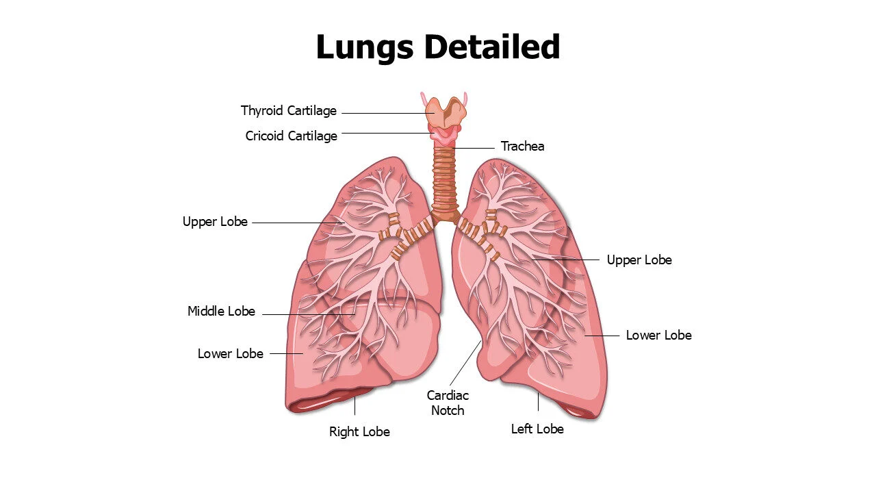 Lungs detailed Anatomy Editable Slide