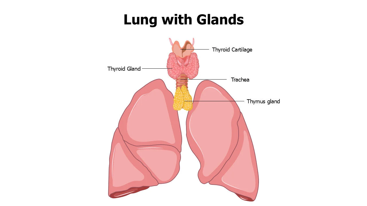 Lungs with Glands Anatomy Editable Slide