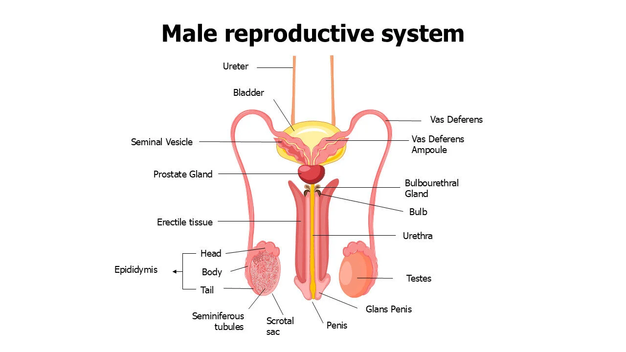 Male reproductive system 2