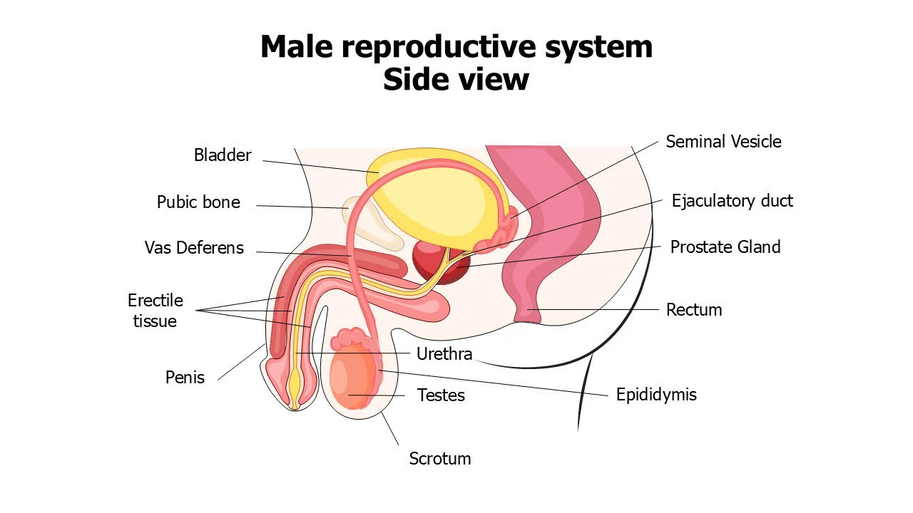Male reproductive system Side view