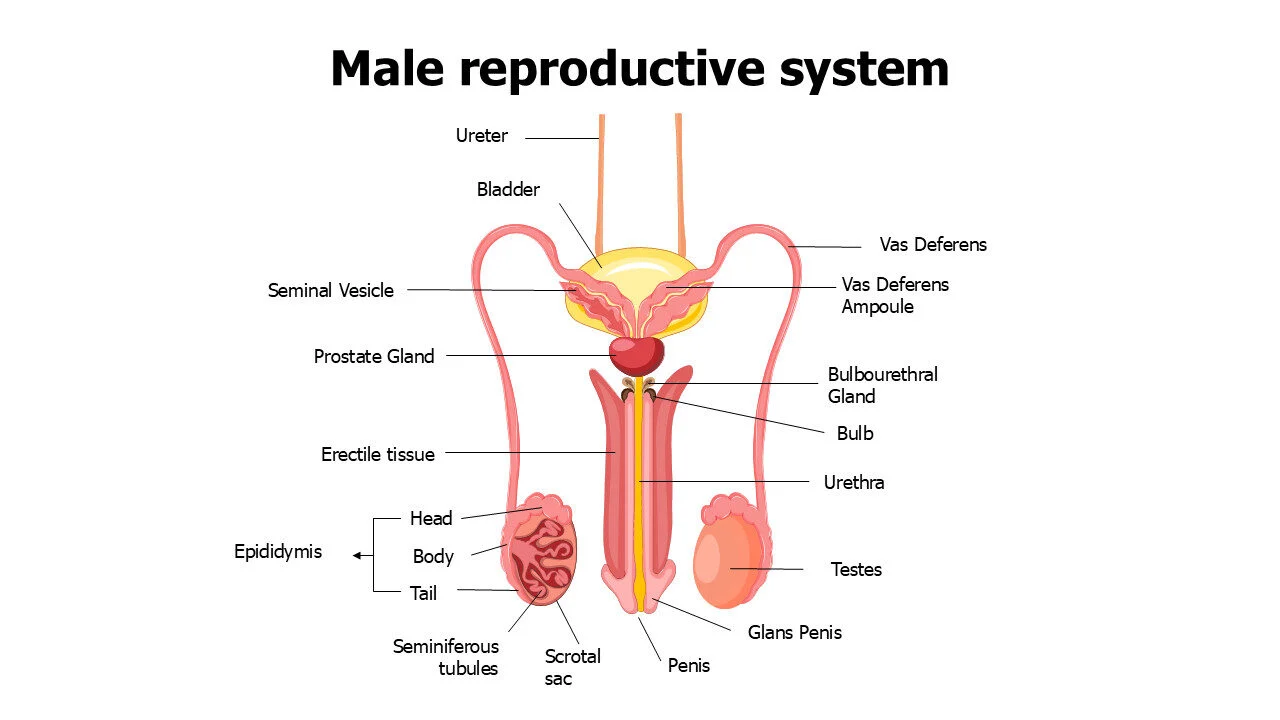 Male reproductive system