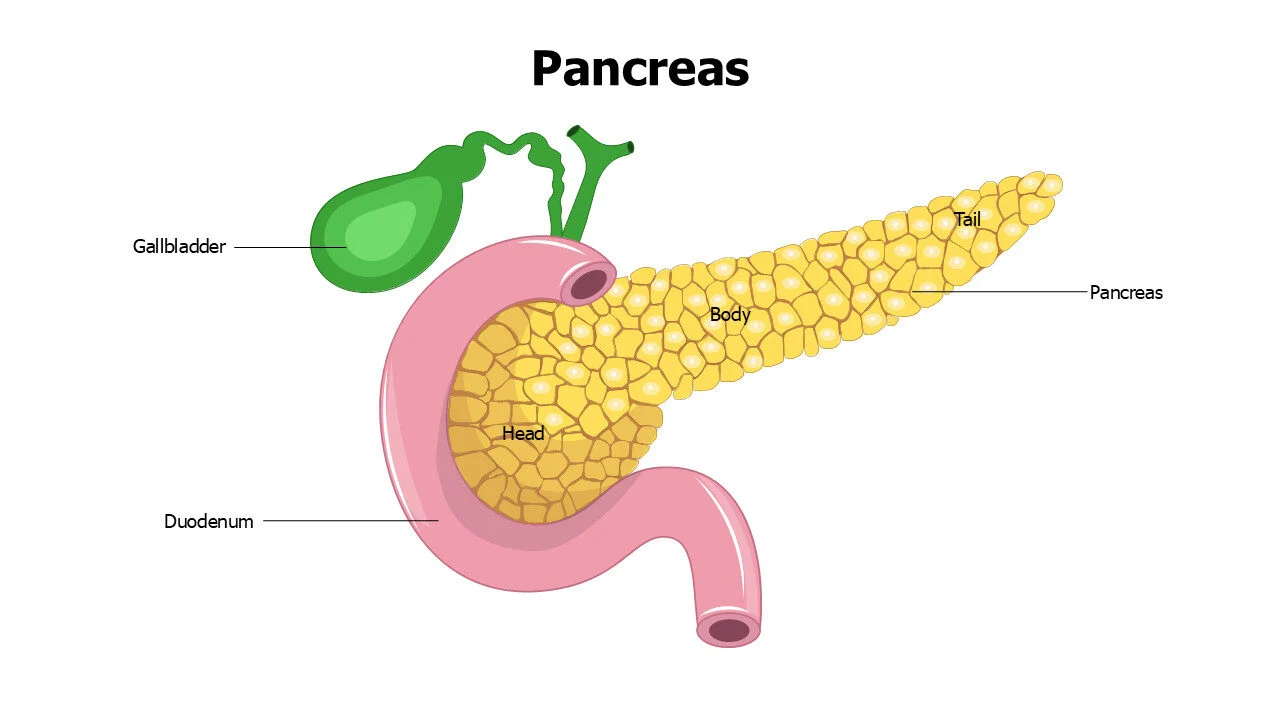 Pancreas Anatomy Slide
