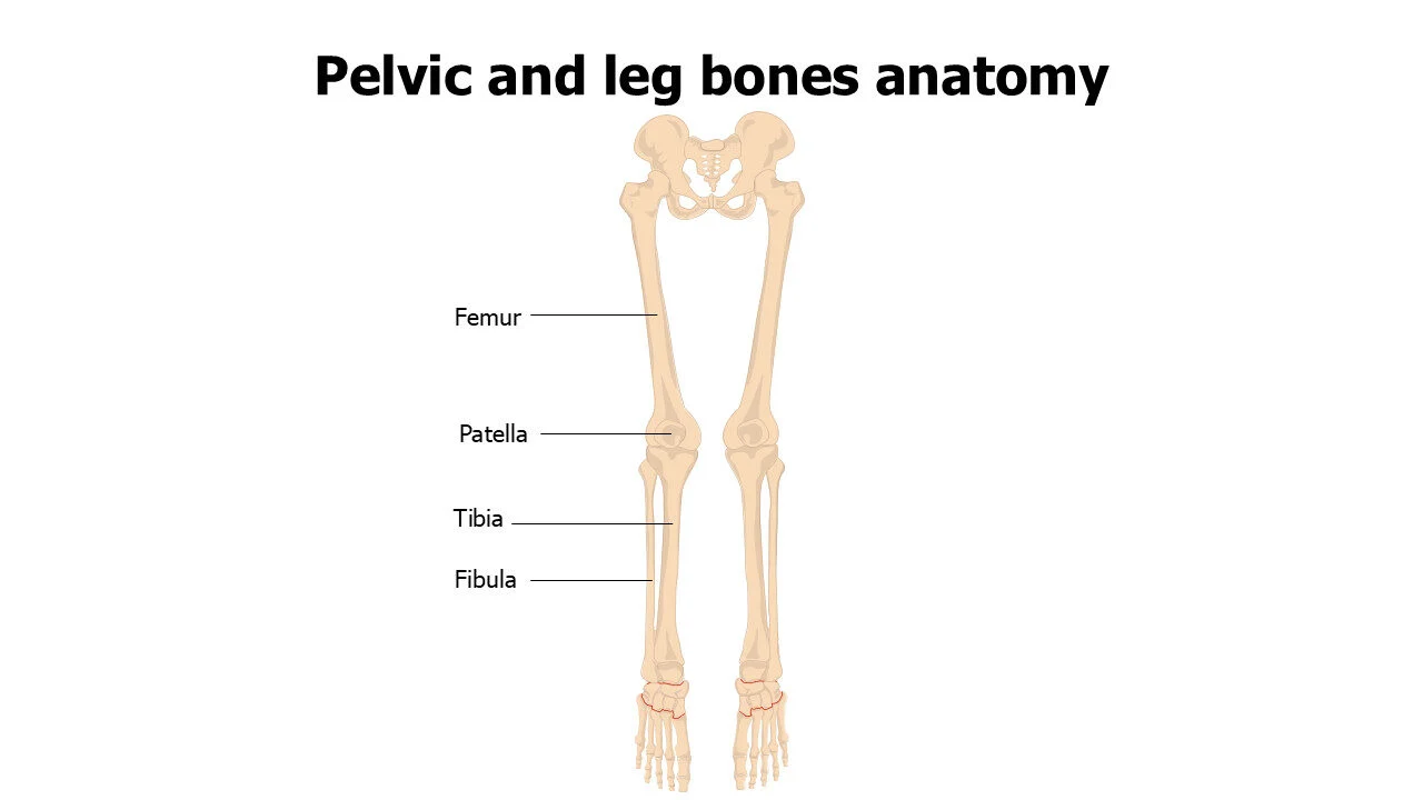 Pelvic and leg bones anatomy