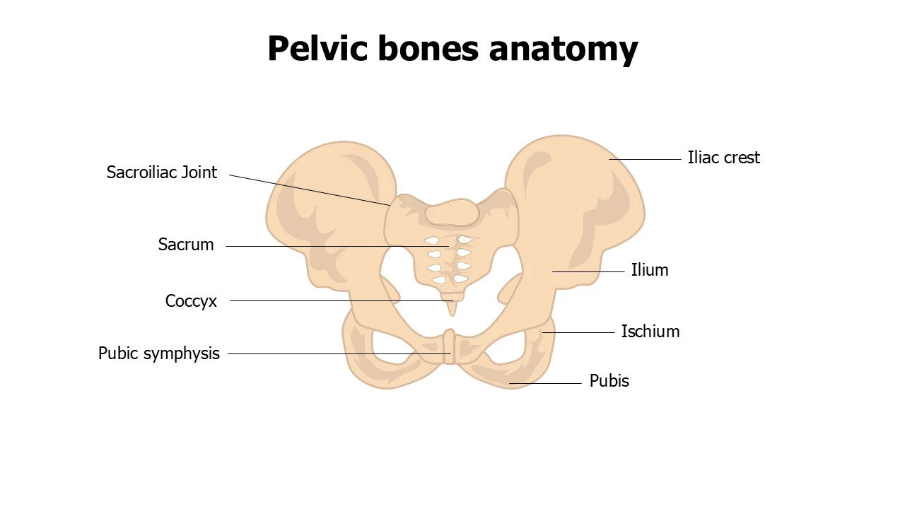 Pelvic bones anatomy