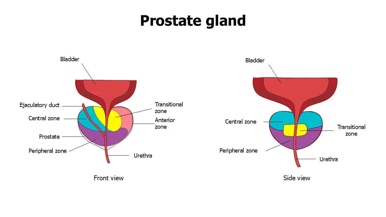 Prostate gland