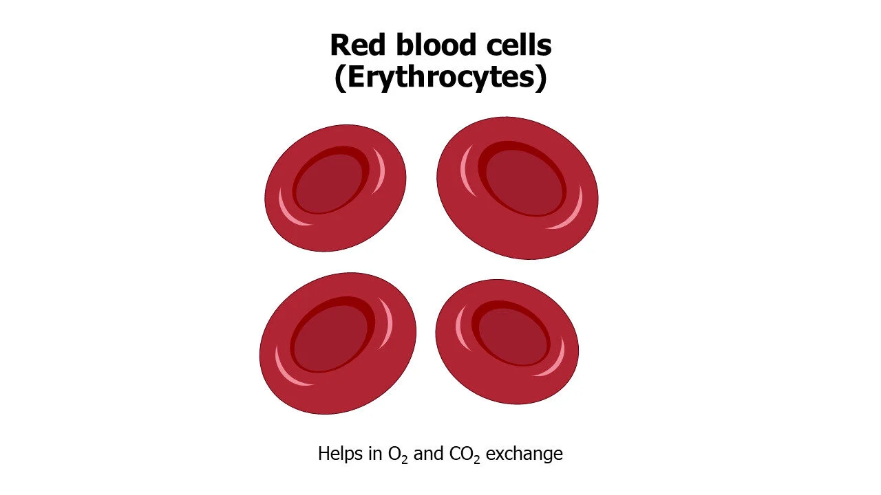 Red blood cells Erythrocytes