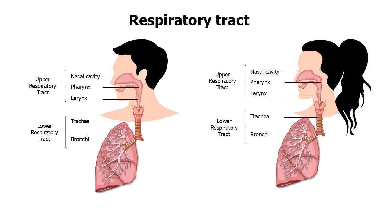 Respiratory tract