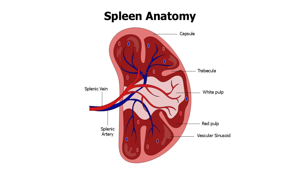 Spleen Anatomy Slide