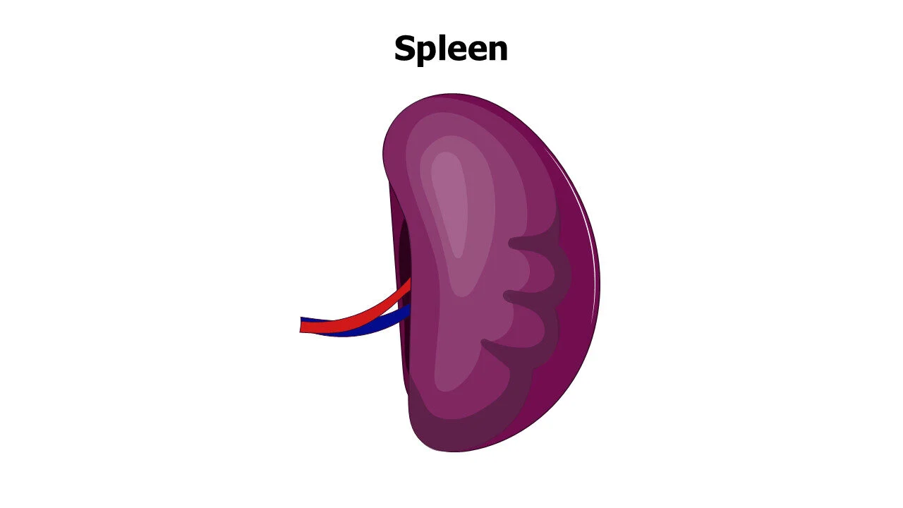Spleen Illustration Slide