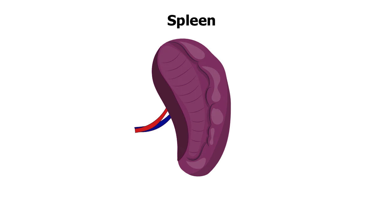 Spleen Slide