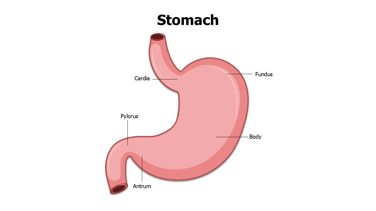 Stomach Anatomy Editable Slide