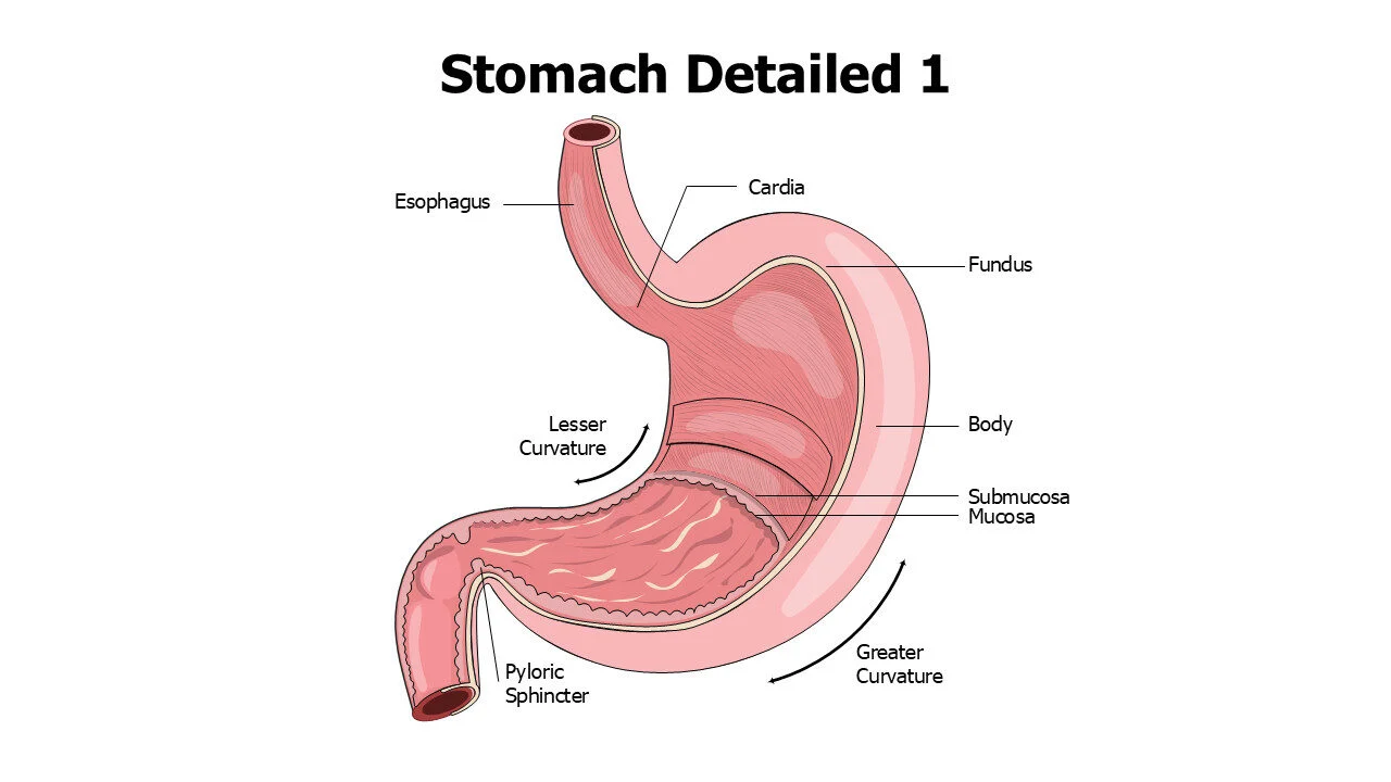 Stomach Layers Anatomy Editable Slide