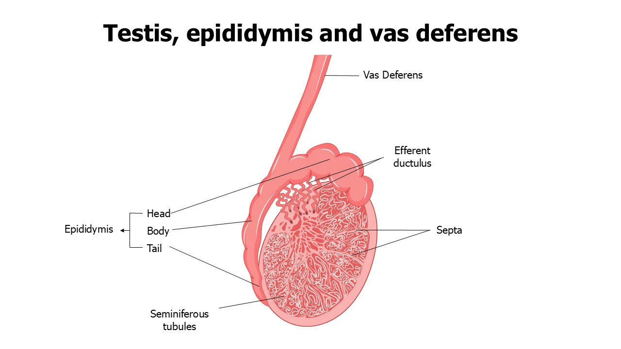 Testis epididymis and vas deferens