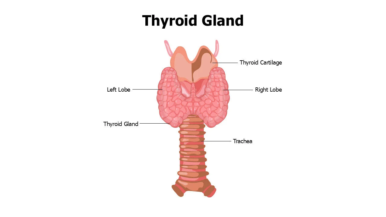 Thyroid Gland Anatomy Slide