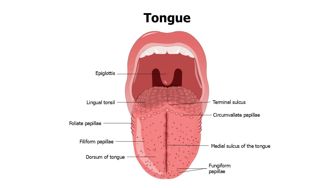 Tongue Anatomy Slide