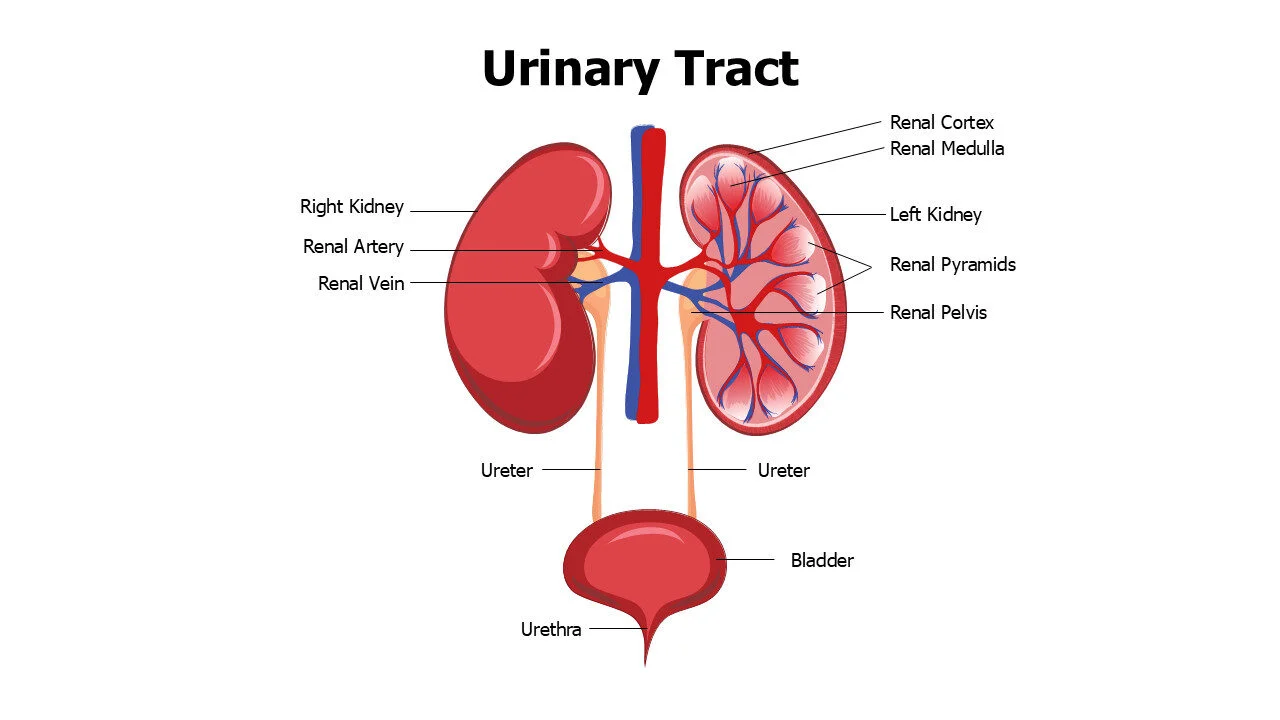 Urinary Tract with Kidney Anatomy Editable Slide
