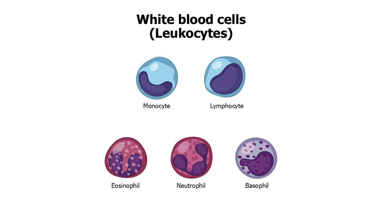 White blood cells Leukocytes